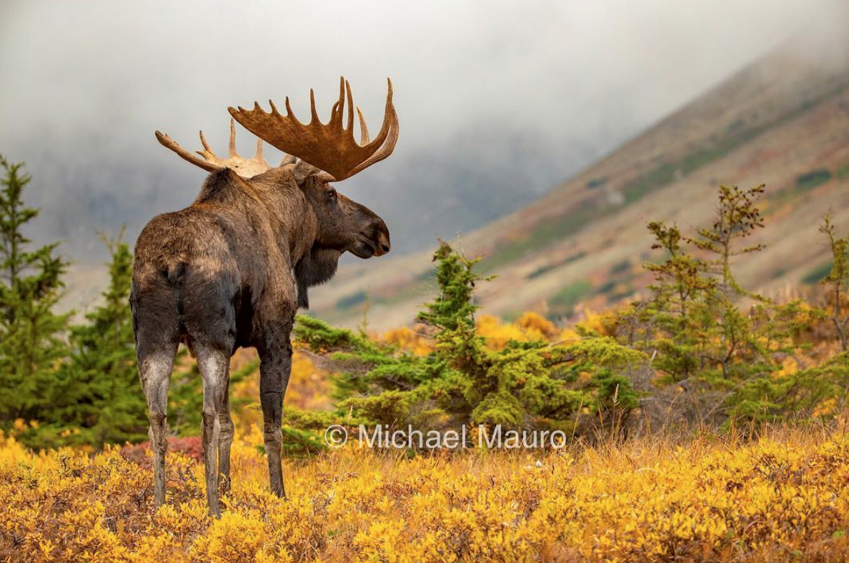 Pro Tip Extravaganza!