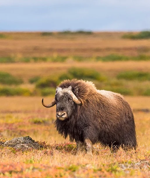 HITTING the Road RV-STYLE With Professional Photographer Dawn Wilson.