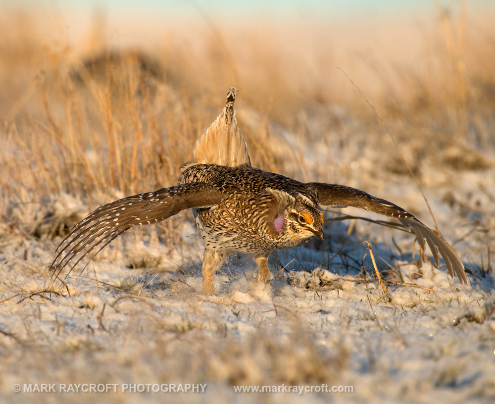 Sharp-Tailed Grouse on Lek - The Dance!