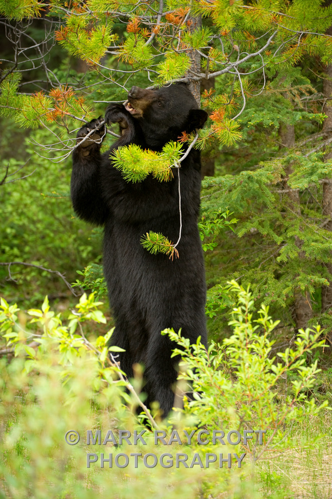 UA5111_Black_Bear_Mark_Raycroft.JPG
