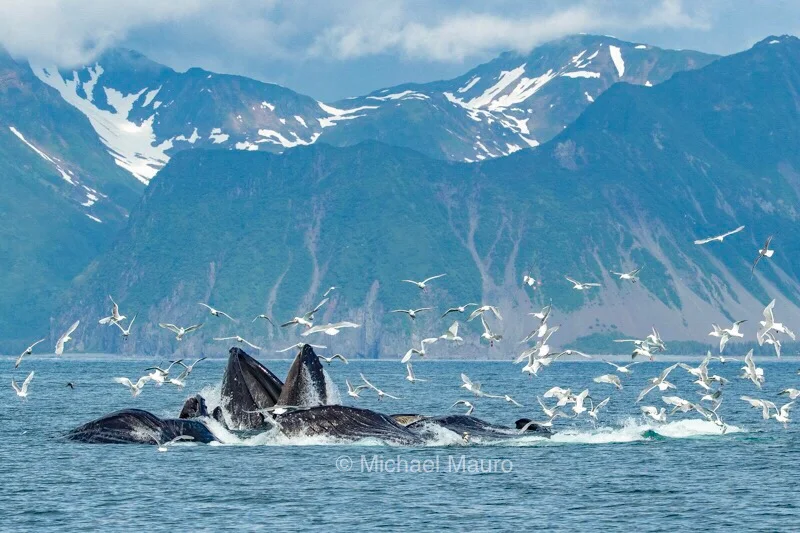 Wildlife Photography and Workshops