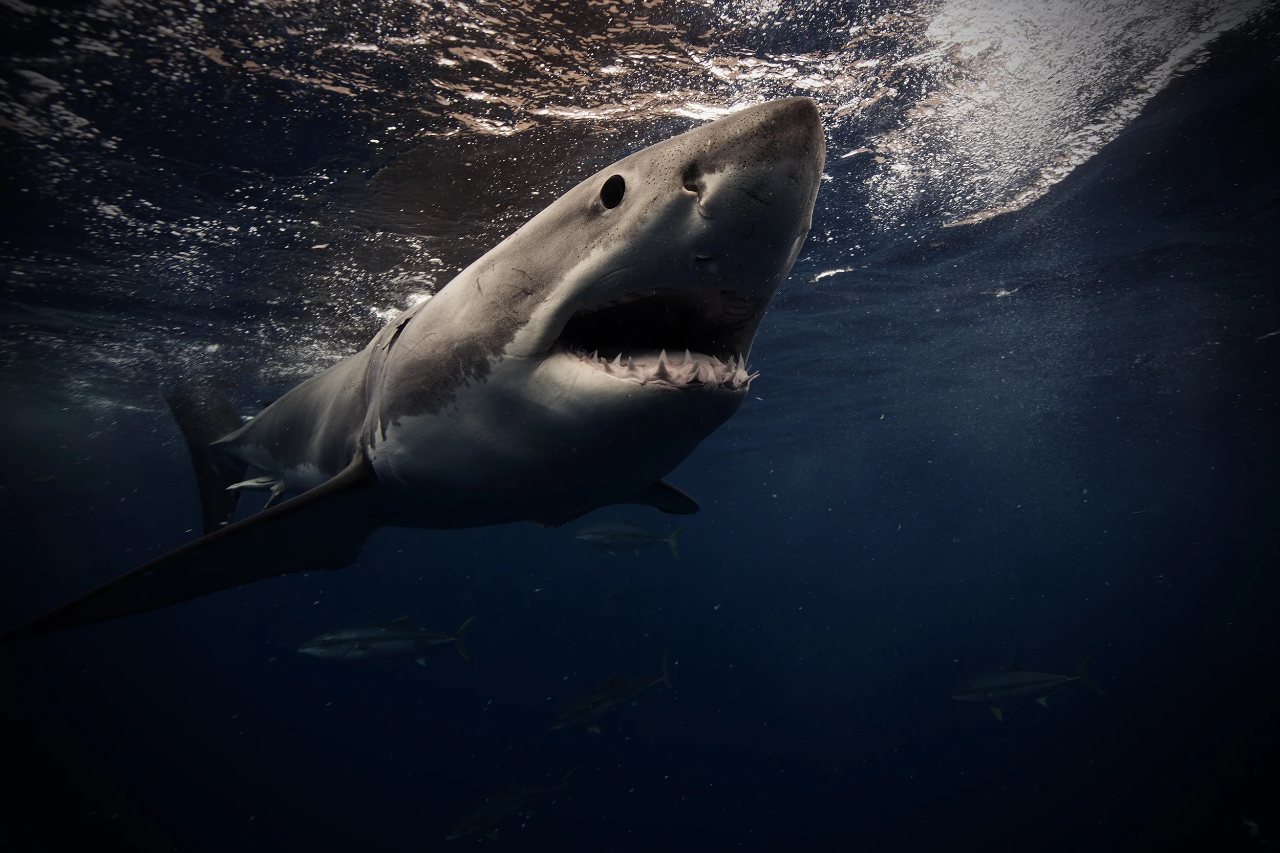 Underwater Photography in Mexico with Jorge Hauser