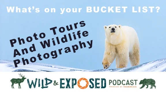 Wildlife Photography and Workshops
