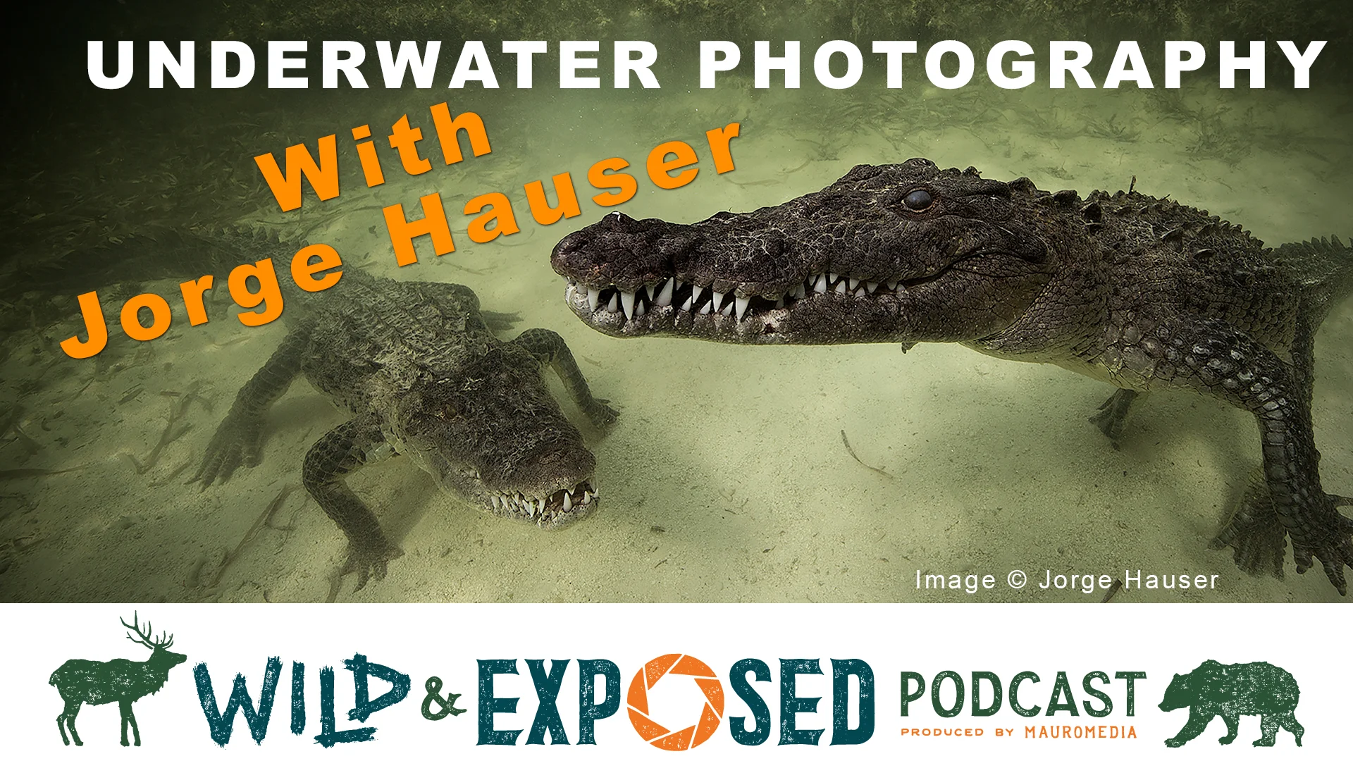Underwater Photography in Mexico with Jorge Hauser