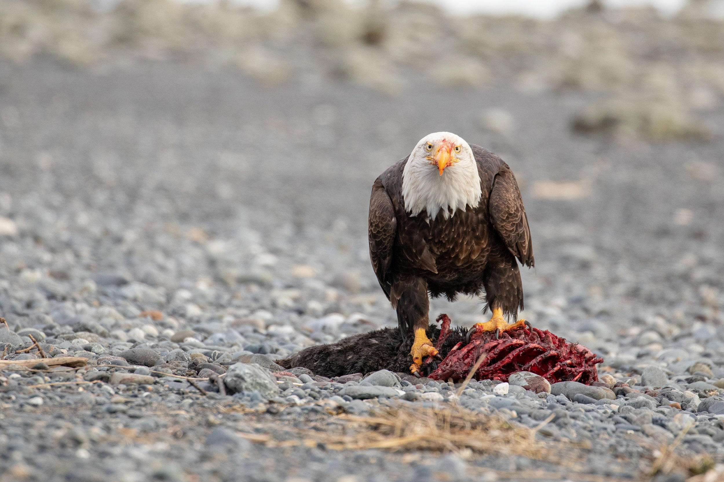 Alaska Eagle Photography - #1 — Wild And Exposed Podcast