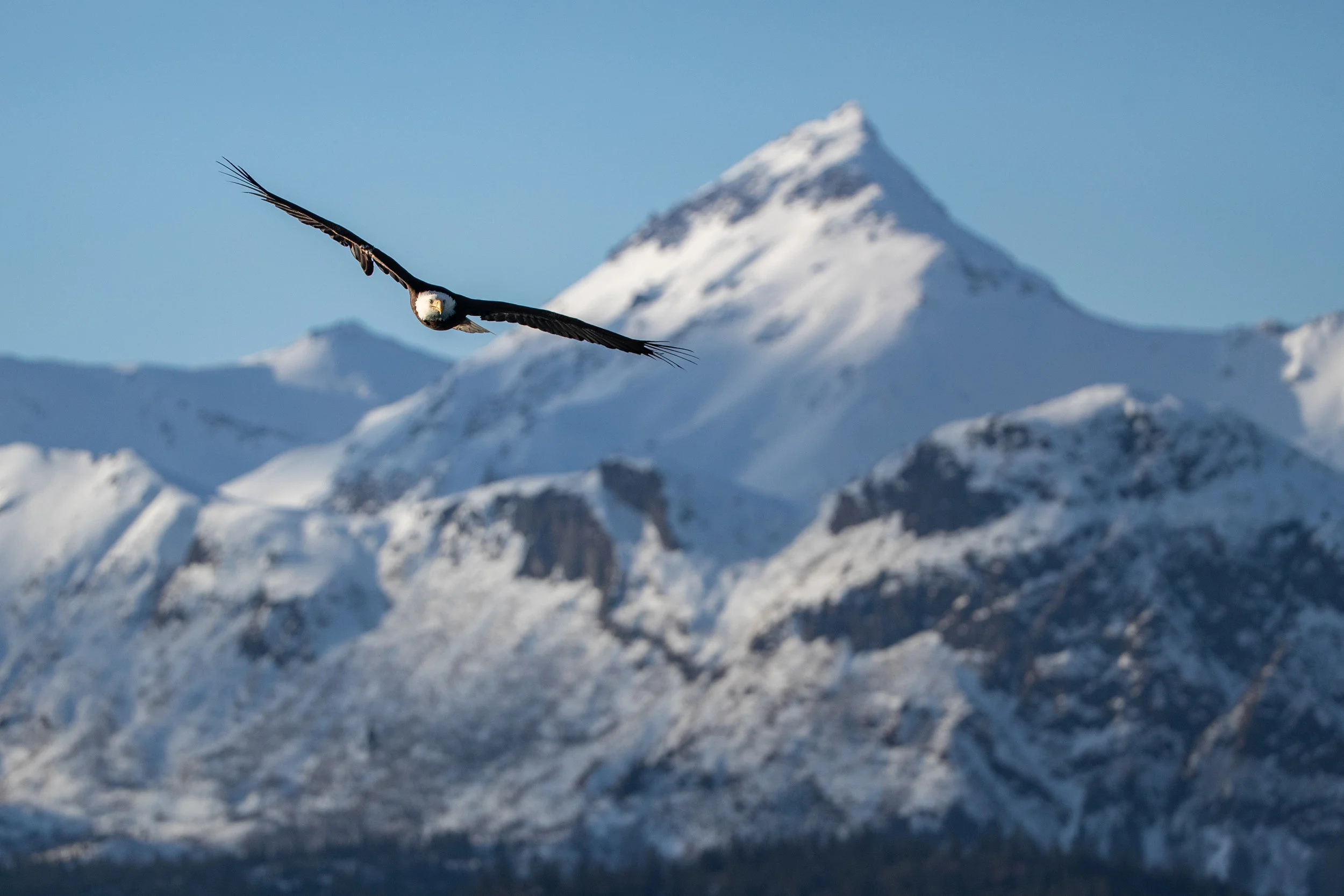 Alaska Eagle Photography - #2