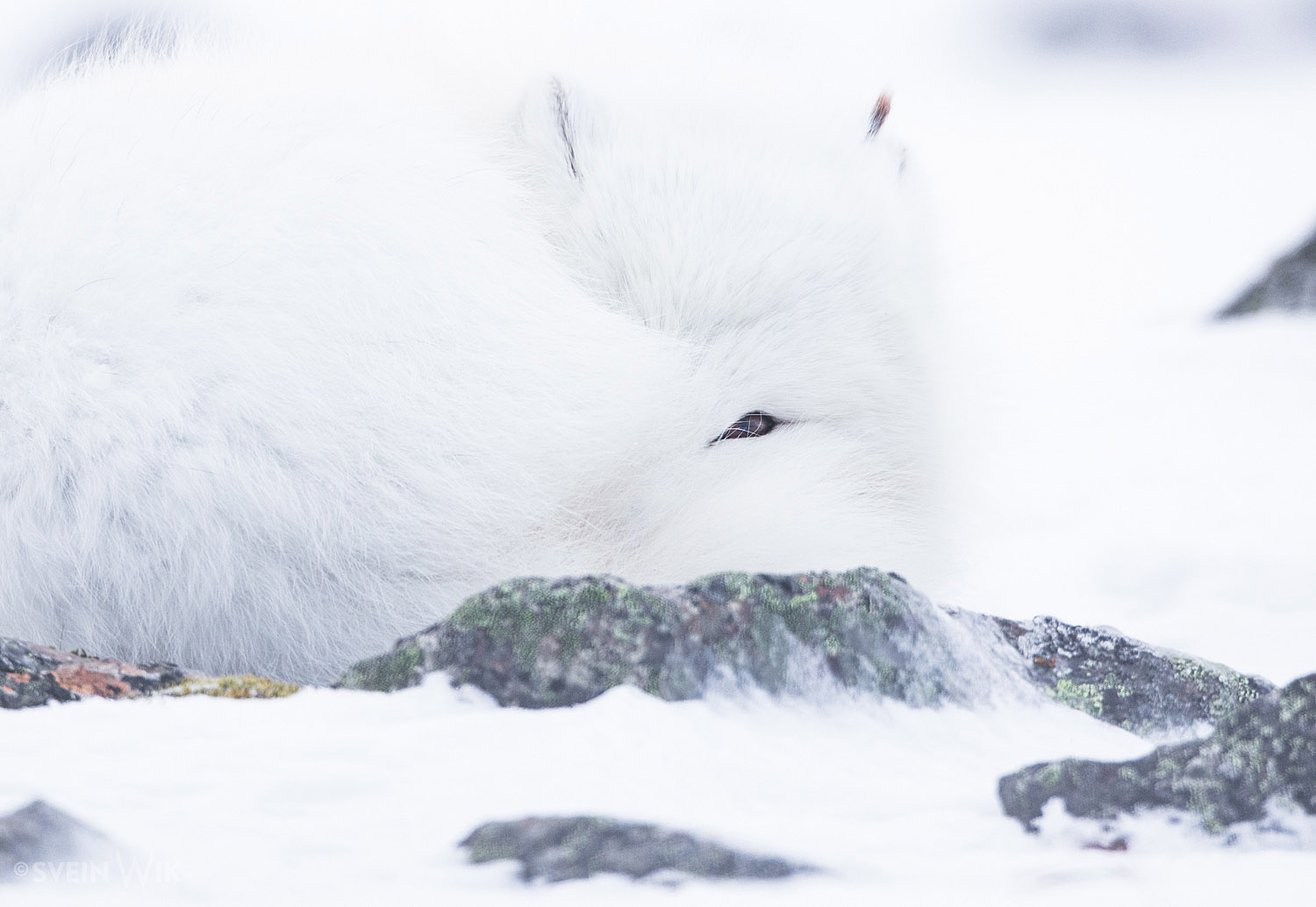 Arctic Fox sleeping with one eye open.jpg