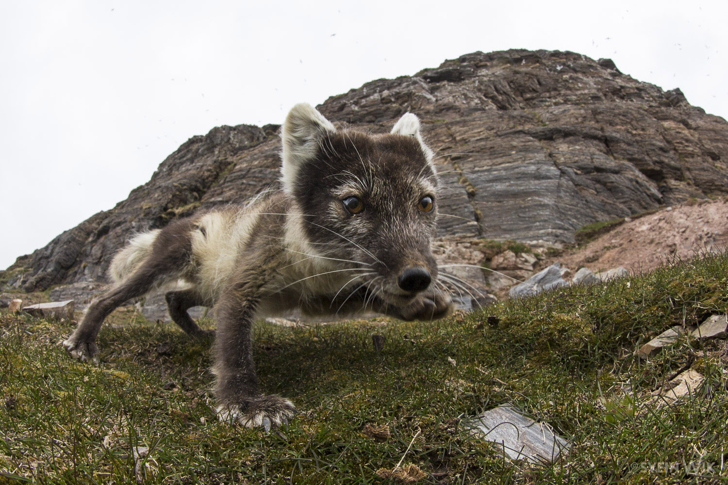 Arctic Fox wideangel by bird cliff.jpg