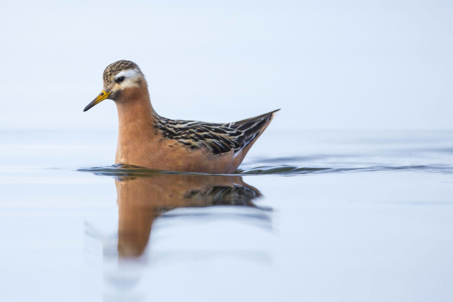 Phalarope in summer.jpg