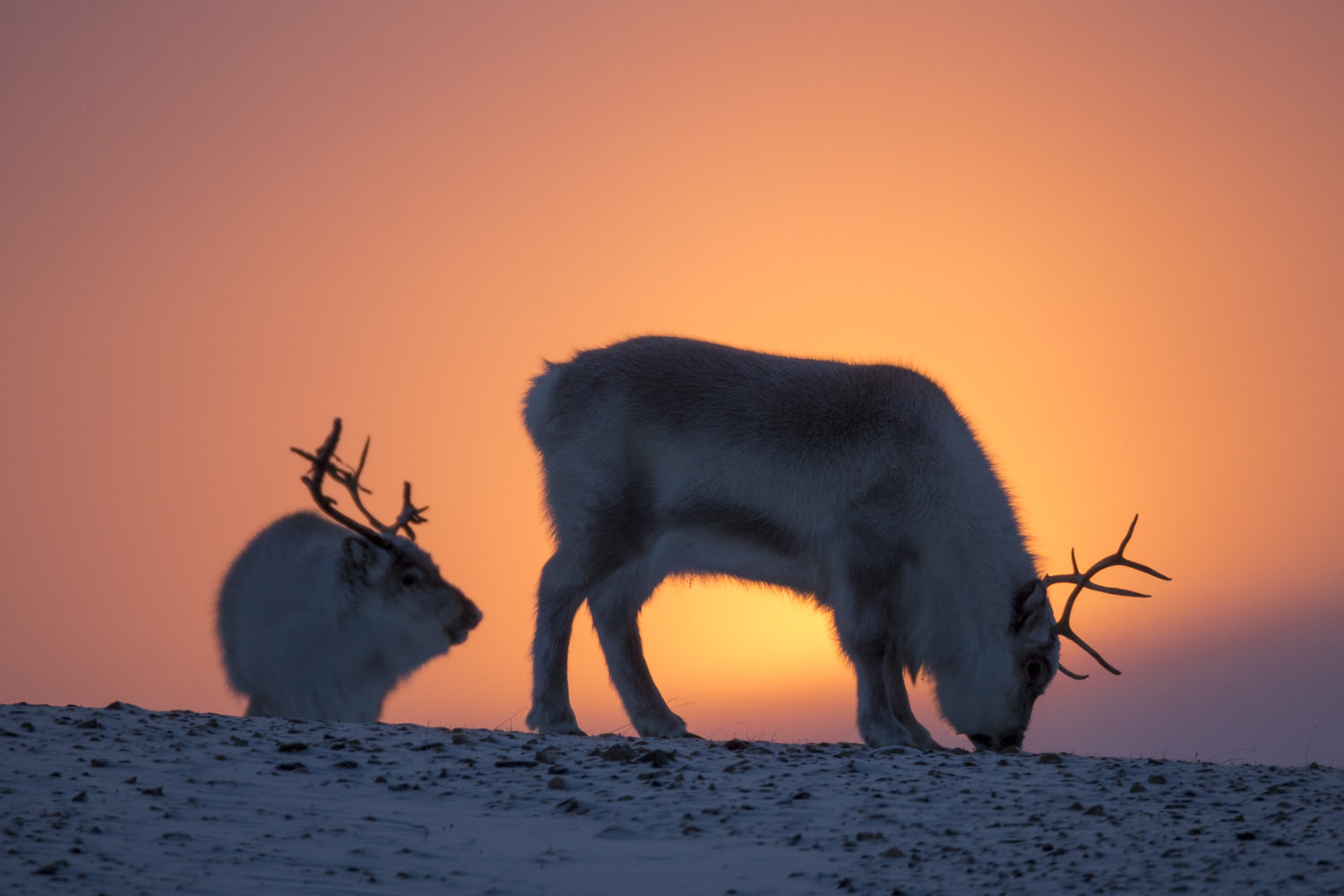 Reindeers in late February.jpg