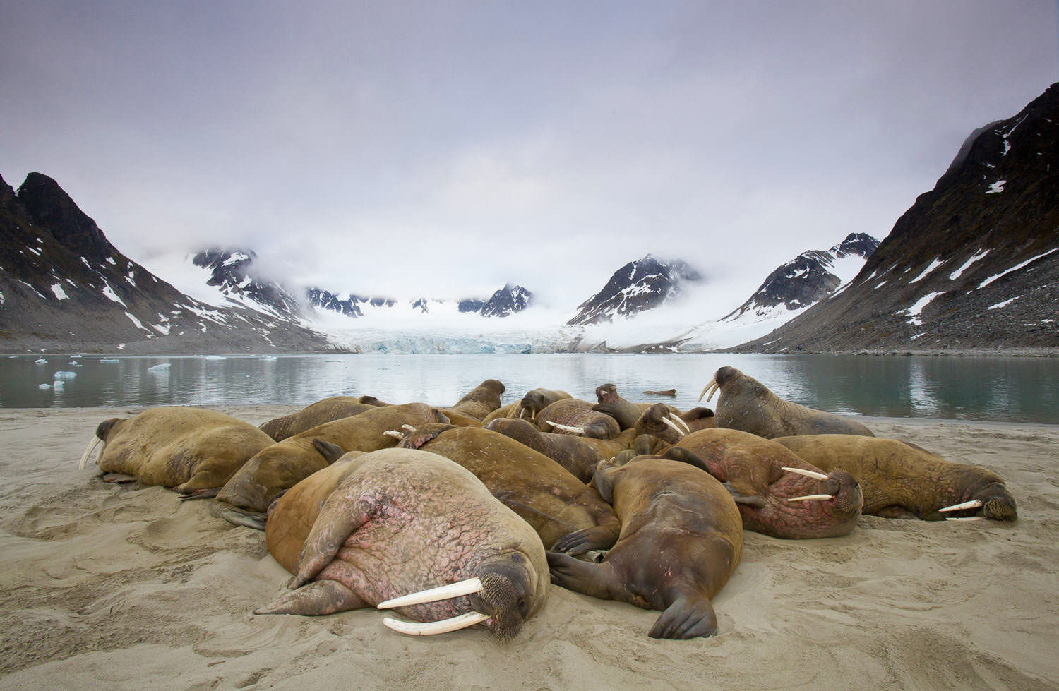 Walrus colony June.jpg