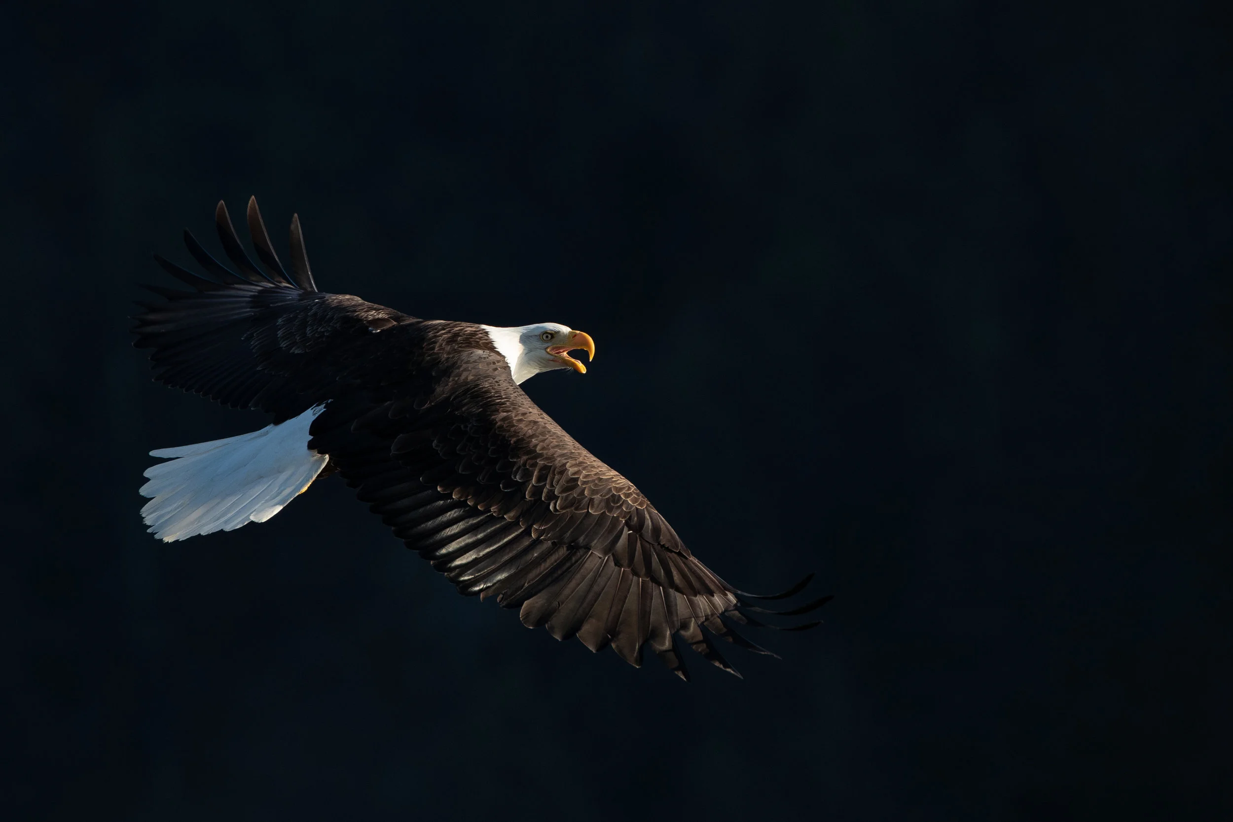 Eagle Photography Expedition Wrap Up