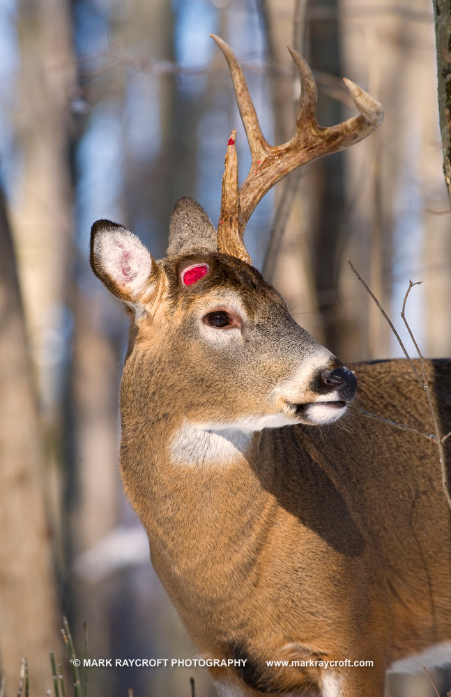 OV53234_White-Tailed_Deer_Mark_Raycroft.JPG