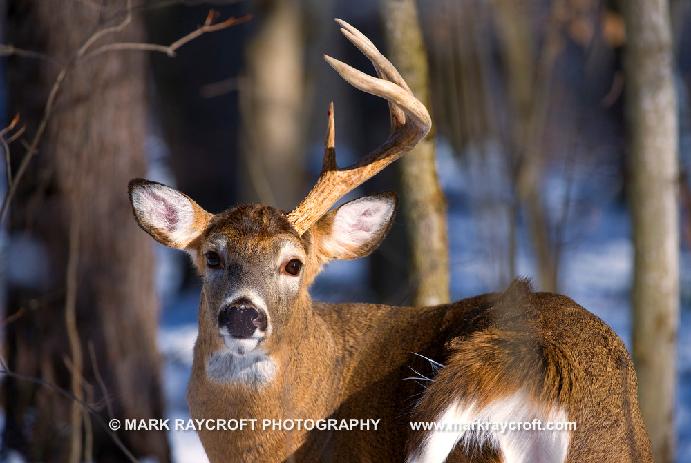 OV53244_White-Tailed_Deer_Mark_Raycroft.JPG