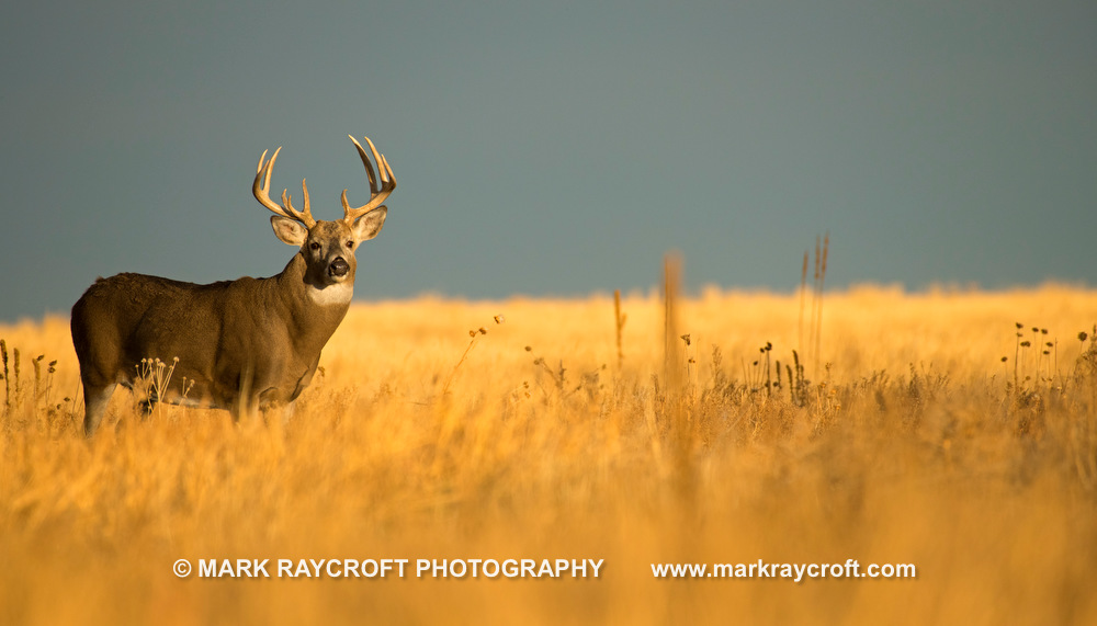 OV81156_White-Tailed_Deer_Mark_Raycroft.JPG