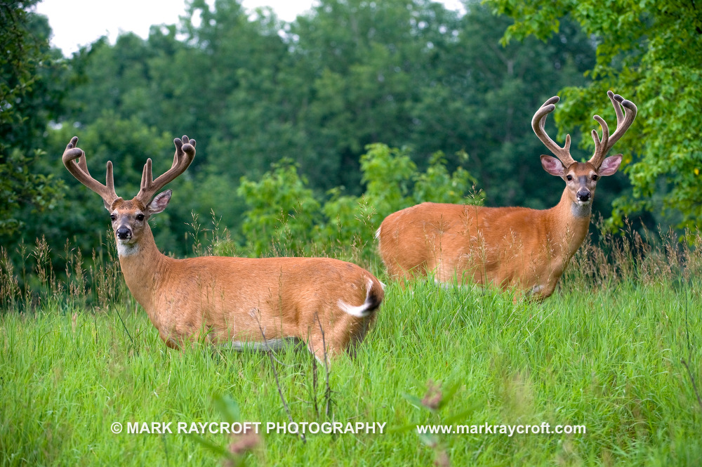 OV14072_White-Tailed_Deer_Mark_RaycroftA.JPG