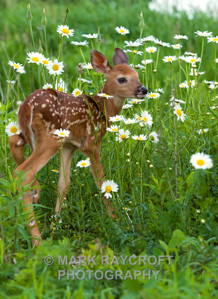 OV12518_White-Tailed_Deer_Mark_Raycroft.JPG