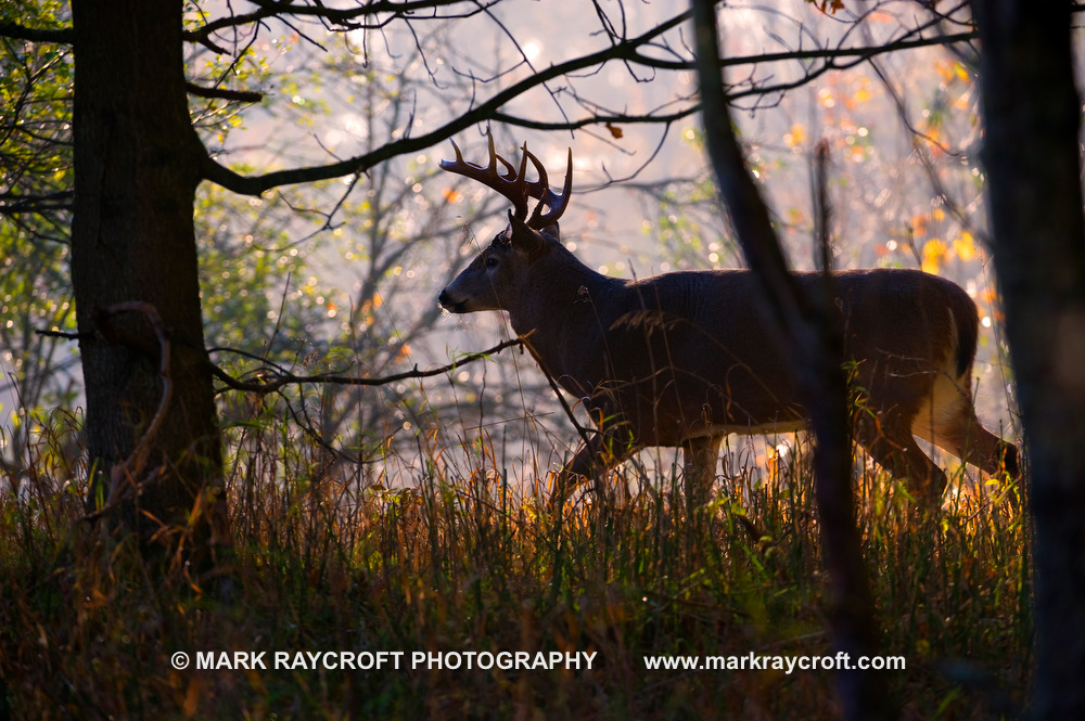 OV51631_White-Tailed_Deer_Mark_Raycroft.JPG