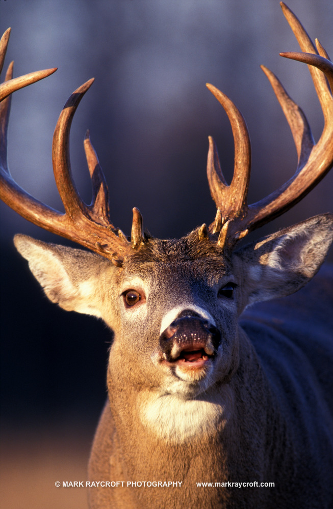 OV18366_White-Tailed_Deer_Mark_Raycroft.JPG