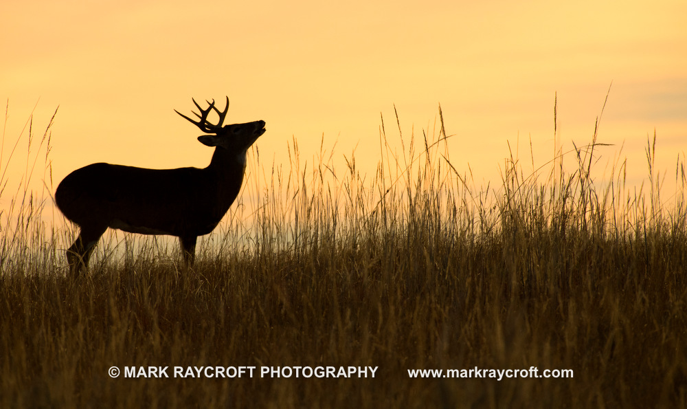 OV81061_White-Tailed_Deer_Mark_Raycroft.JPG