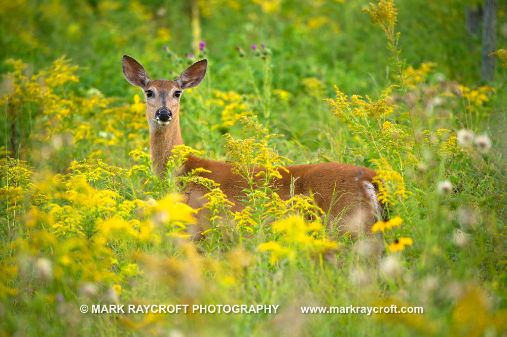 OV72624_White-Tailed_Deer_Mark_RaycroftA.JPG