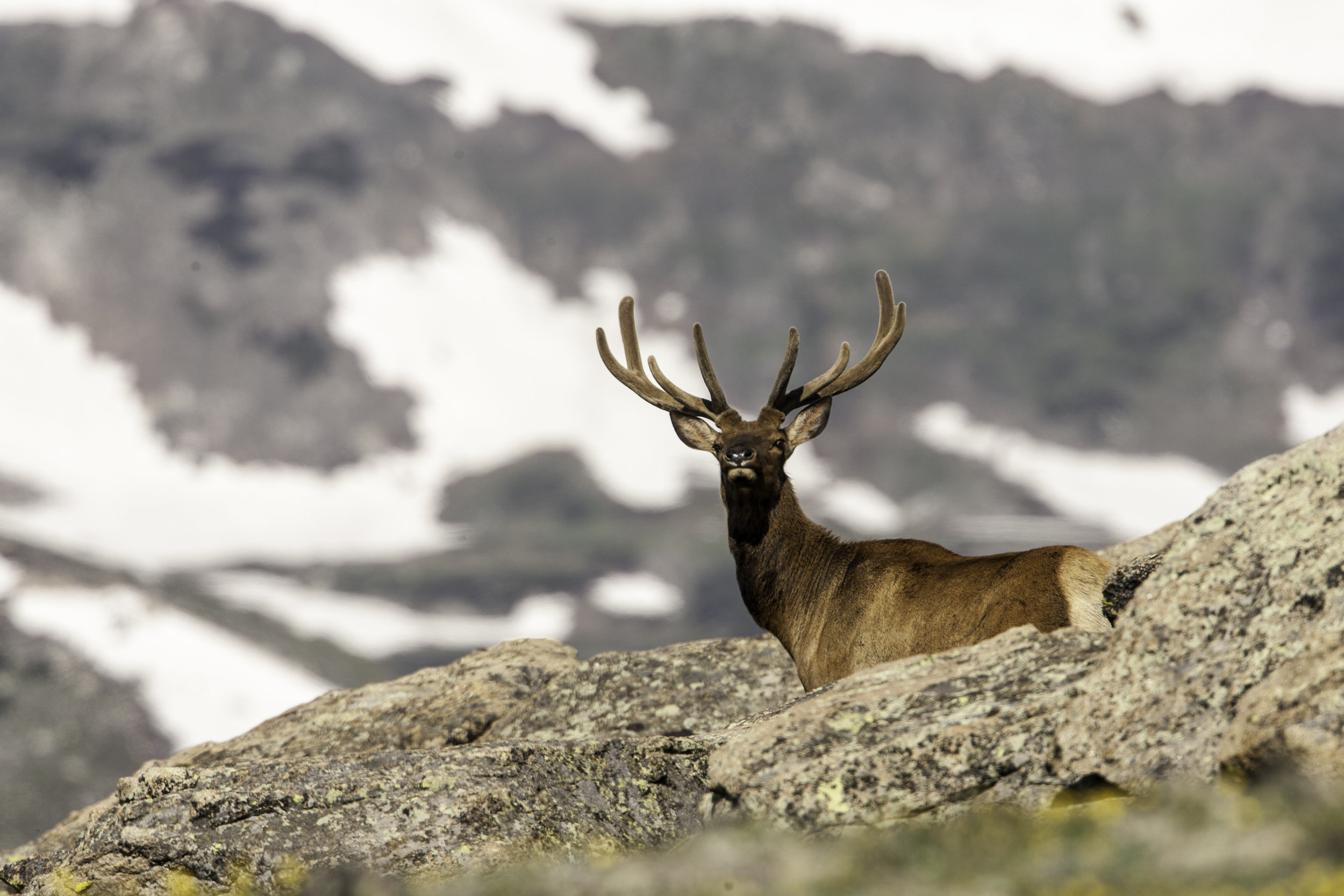 Elk_Q8J1399_original.jpg