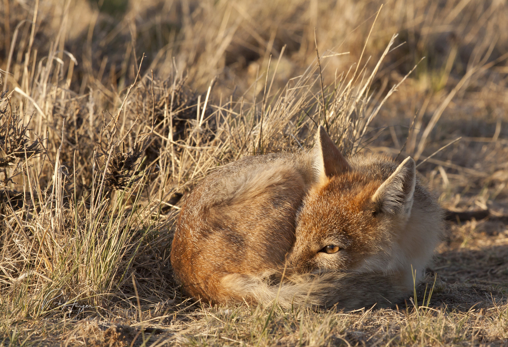 Swift Fox Siesta.jpg