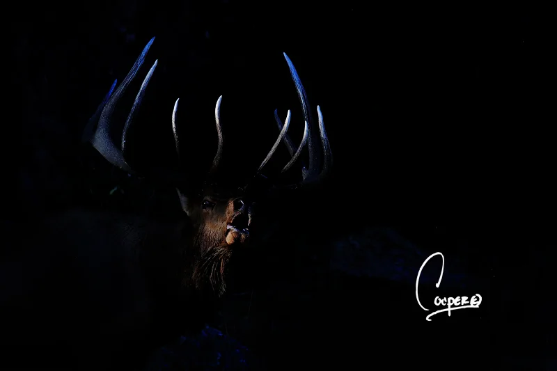 Technical Wildlife Photography