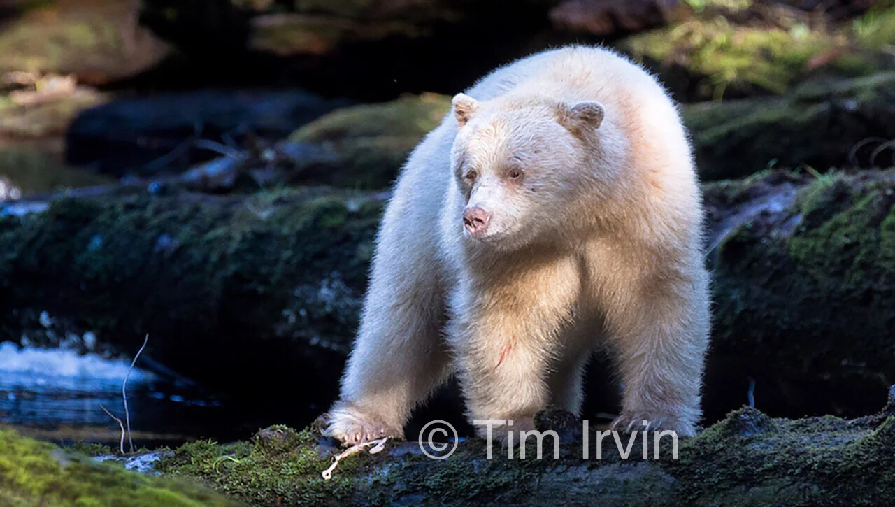 Photography and Adventure with Spirit Bears in the Great Bear Rainforest