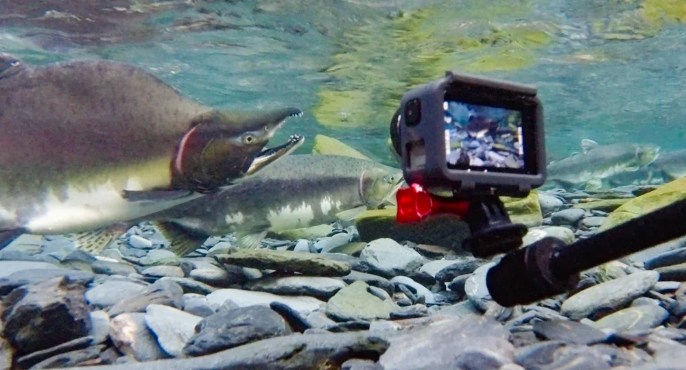 How To film Salmon Underwater Using Action Cameras
