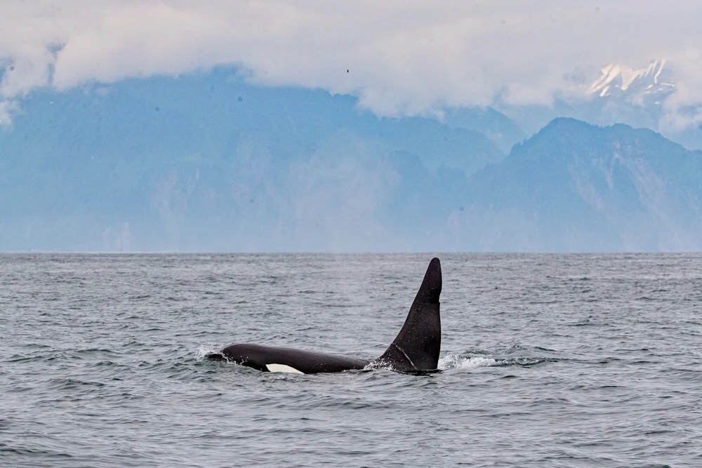 Adventures of A Charter Boat Captain From Seward, Alaska!