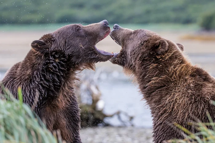 Alaska Summer Wilderness Adventures With Shawn James.