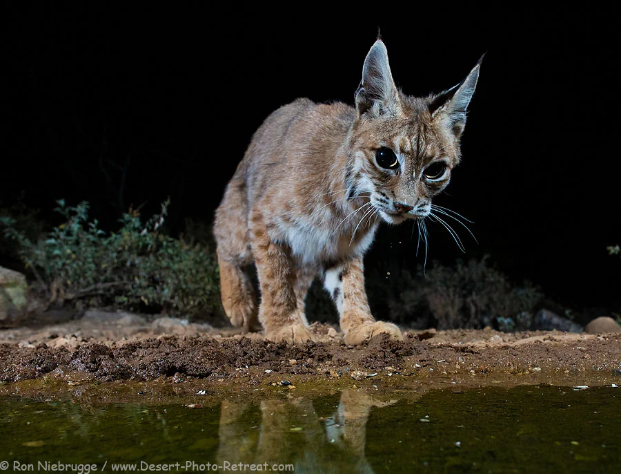 Camera Trapping And More With Ron Niebrugge!