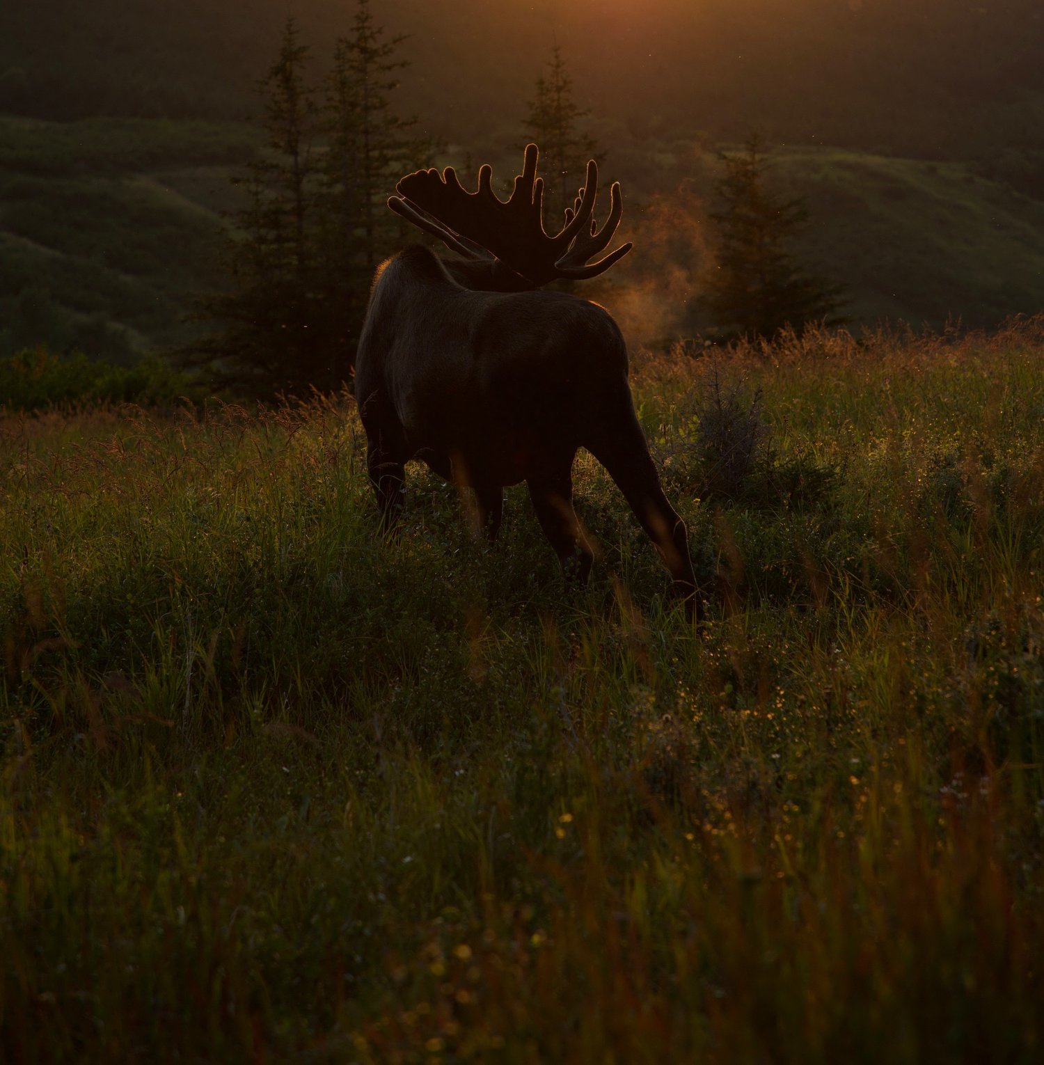 Alaskan Mountain Wildlife Photography, Tips Through the Seasons!