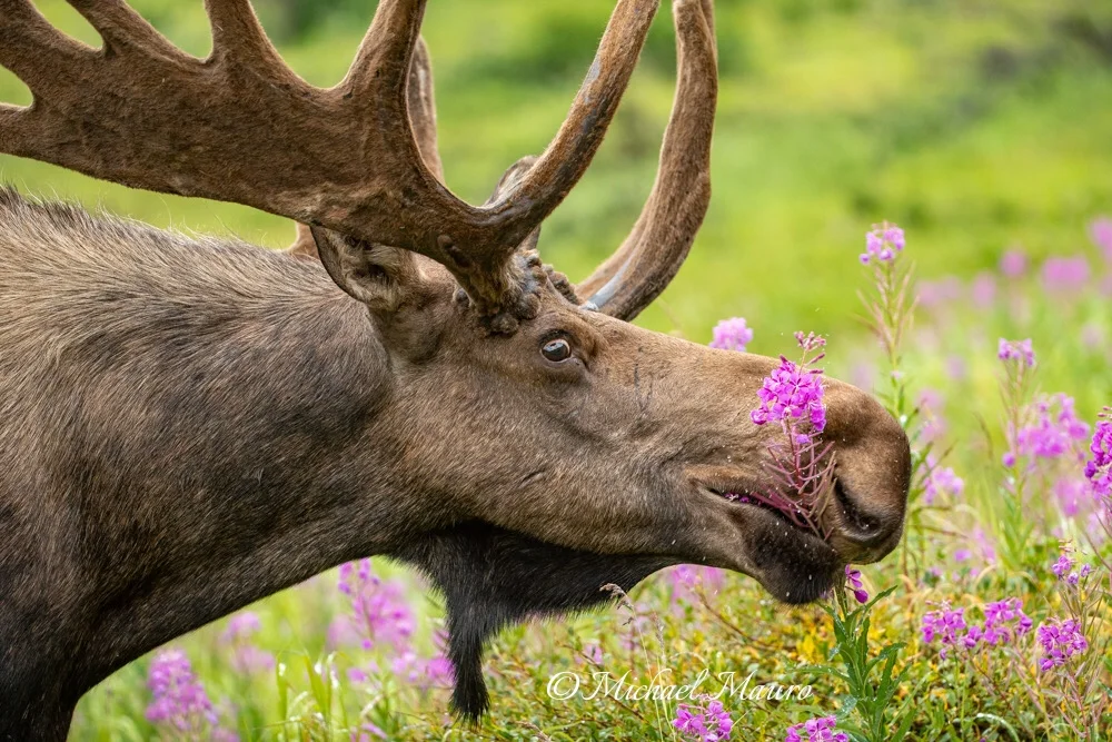 Summer Moose Mania!