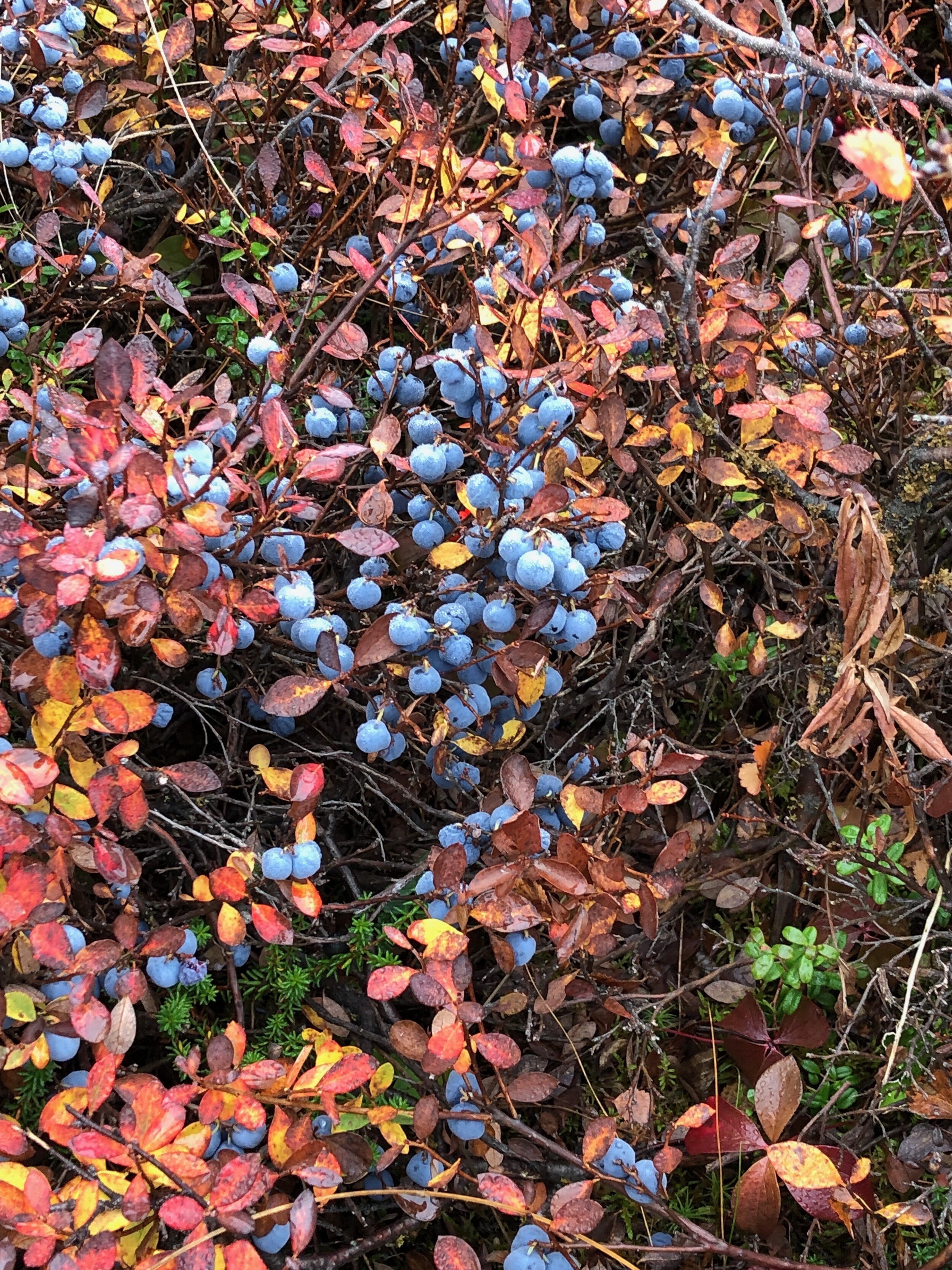 IMG_8529.jpeg