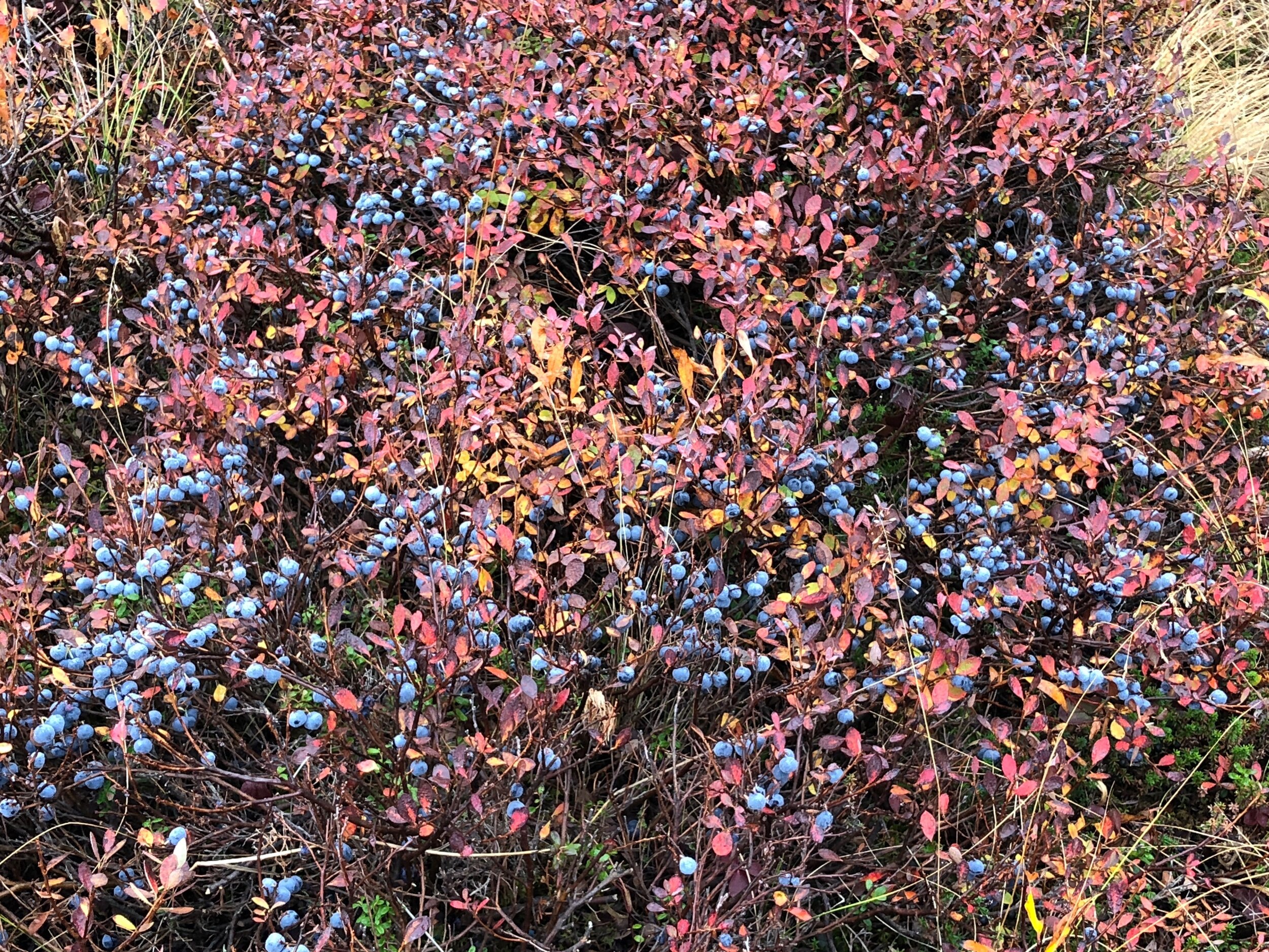 IMG_8506.jpeg