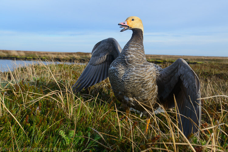 Emperor Goose-Vyn-120622-0017-Edit.jpg