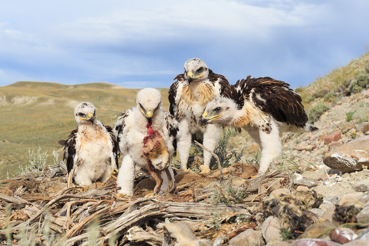 Ferruginous Hawk-Vyn-140625-0059.jpg