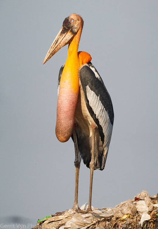 Greater Adjutant-Vyn-161208-22975.jpg