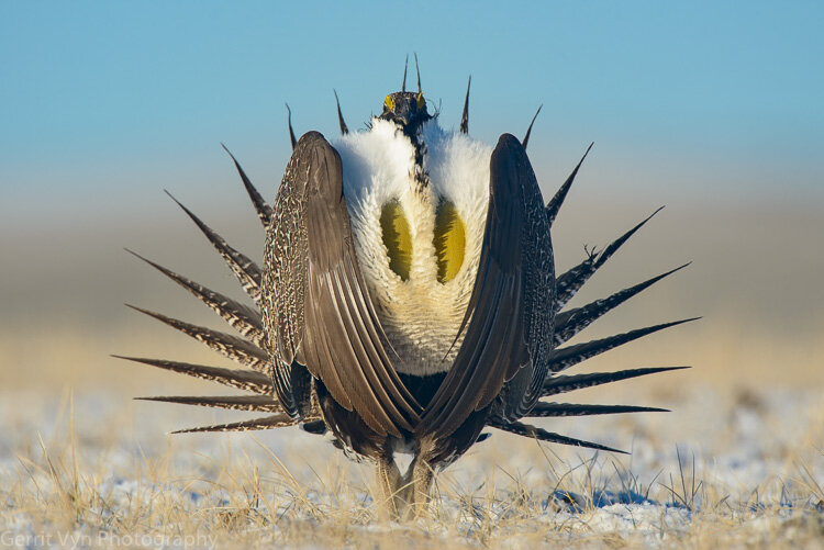 Greater Sage-Grouse-Vyn-120329-0053.jpg