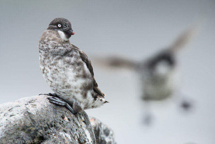 Least Auklet-Vyn-150709-0066.jpg