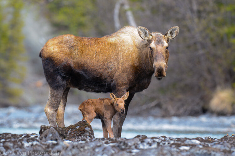 Moose-Vyn-120521-0079.jpg