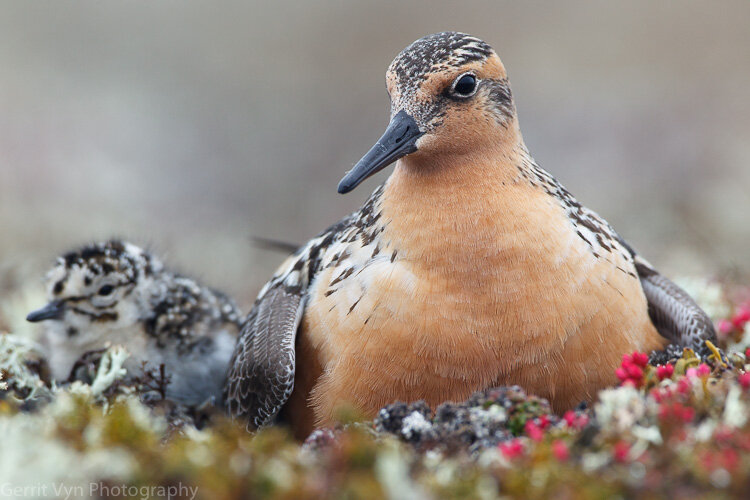 Red Knot on breeding grounds-Vyn-110626-9258.jpg