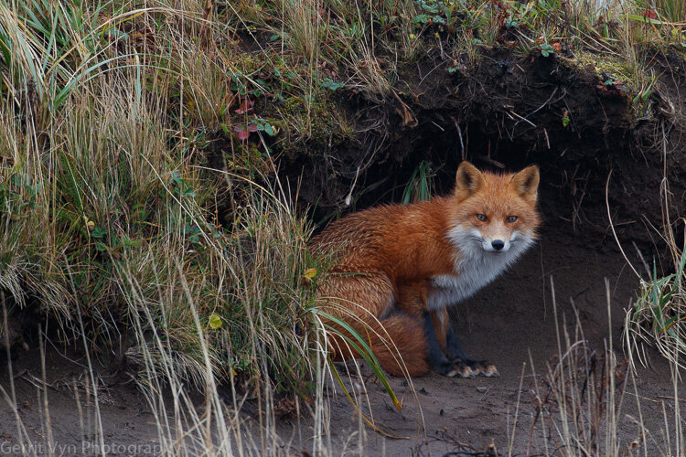 Red Fox-Vyn-181024-0394.jpg
