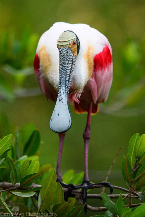 Roseate Spoonbill-Vyn-170323-0010.jpg