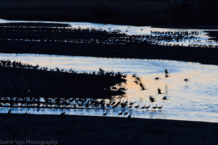 Sandhill Crane-Vyn-140325-0034.jpg