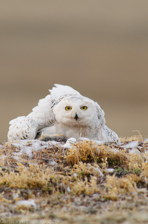 Snowy Owl-Vyn_080625_0145.jpg