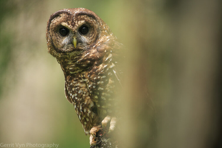 Spotted Owl-Vyn-150602-0044.jpg