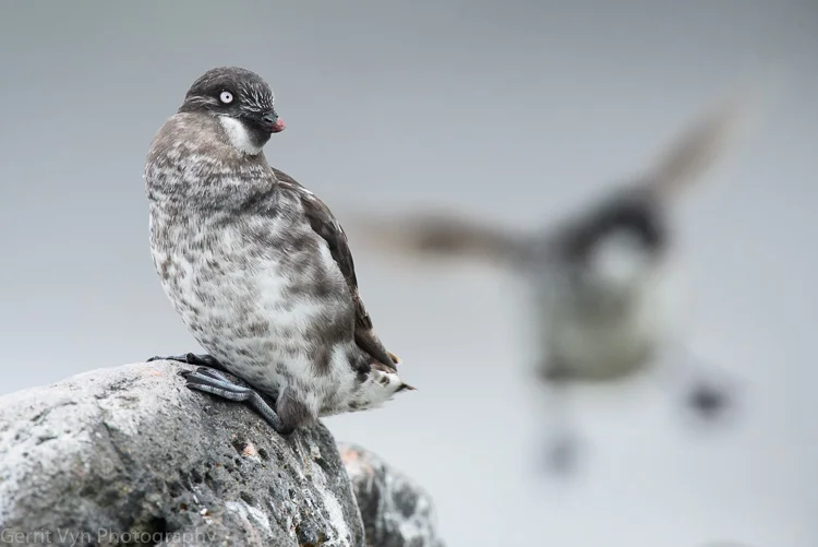 Information Overload with Award Winning Avian Photographer, Gerrit Vyn!